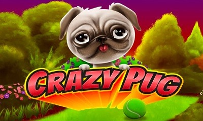 Crazy Pug