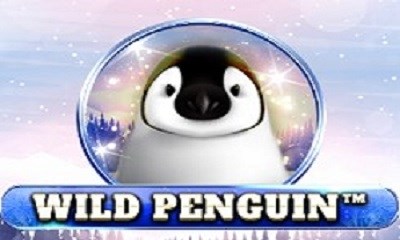 Wild Penguin